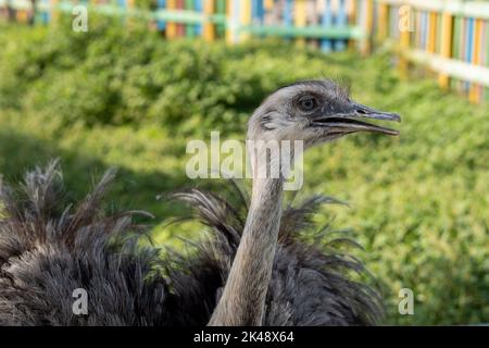 An Australian Emu (Dromaius novaehollandiae) close up of head. Stock Photo
