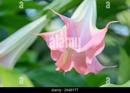 A pink Brugmansia bloom on a small tree in a garden. Stock Photo