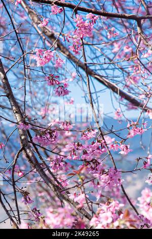 Cherry blossom, Mai Anh Dao prunus cerasoides flower in blue sky in Lac Duong, Da Lat, Lam Dong, Viet nam, Pink blossoms on the branch with blue sky d Stock Photo