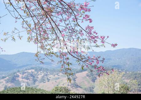 Cherry blossom, Mai Anh Dao prunus cerasoides flower in blue sky in Lac Duong, Da Lat, Lam Dong, Viet nam, Pink blossoms on the branch with blue sky d Stock Photo