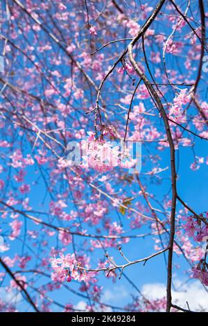 Cherry blossom, Mai Anh Dao prunus cerasoides flower in blue sky in Lac Duong, Da Lat, Lam Dong, Viet nam, Pink blossoms on the branch with blue sky d Stock Photo