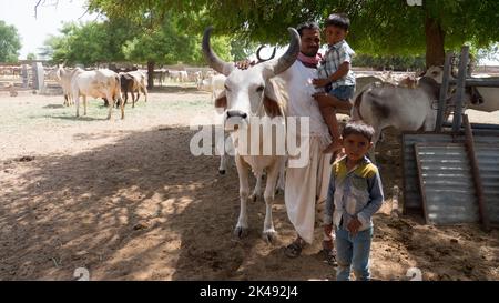 Bhinmal Rajasthan, India - May 19, 2017 : Indian Rural Village Farmer with his Cattle Cow and Kids in his farm Stock Photo