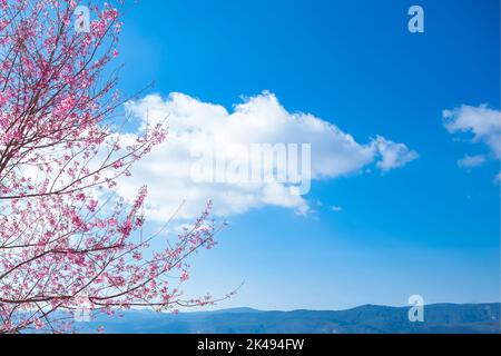 Cherry blossom, Mai Anh Dao prunus cerasoides flower in blue sky in Lac Duong, Da Lat, Lam Dong, Viet nam, Pink blossoms on the branch with blue sky d Stock Photo