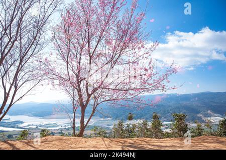 Cherry blossom, Mai Anh Dao prunus cerasoides flower in blue sky in Lac Duong, Da Lat, Lam Dong, Viet nam, Pink blossoms on the branch with blue sky d Stock Photo