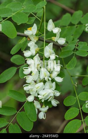 Black Locust Robinia pseudoacacia or false acacia white flowers in bloob of deciduous tree in pea family Fabaceae. Stock Photo