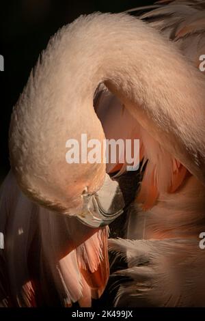 a flamingo grooming its feathers in the warm sun on a summer day Stock Photo