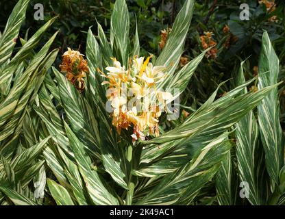 Peach Ginger Lily Hi Res Stock Photography And Images Alamy