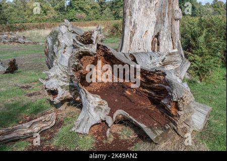 Large fallen tree left to nature rotting from the inside Stock Photo