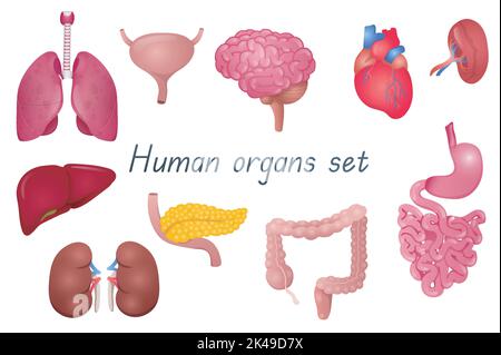 Human organs 3d realistic set. Bundle of lungs, bladder, brain, heart, spleen, kidneys, liver, stomach with small intestine, large colon, pancreas Stock Vector