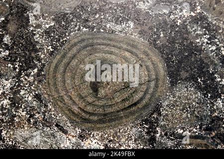Orbicular Diorite - sometimes called Black Granite, Alderney, Channel Islands Stock Photo