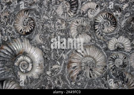 Marston Magna Fossil Ammonites - Asteroceras blakei & Promicroceras planicosta Stock Photo