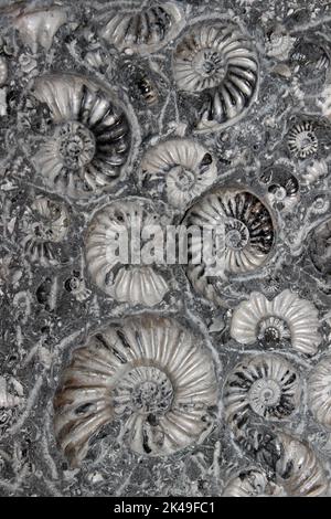 Marston Magna Fossil Ammonites - Asteroceras blakei & Promicroceras planicosta Stock Photo