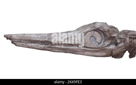 Temnodontosaurus platyodon Stock Photo