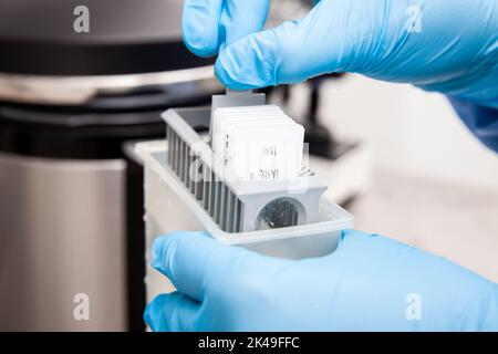 Scientist preparing slides with tissue samples for immunohistochemistry assay in the laboratory. Scientist at the Immunohistochemistry laboratory carr Stock Photo