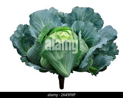 green cabbage head isolated on white background Stock Photo