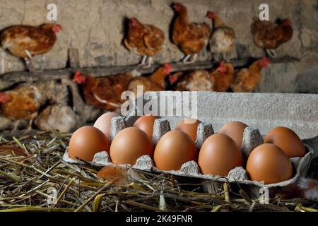 carton box with chicken eggs in hay and hens on the roost as background Stock Photo