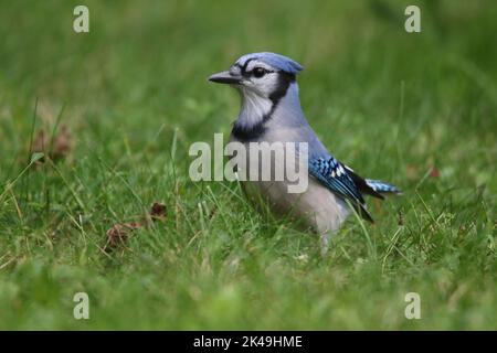 Cyanocitta cristata (blue jay) & Cardinalis cardinalis (no…