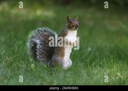 An Eastern gray squirrel Sciurus carolinensis looking for food in the grass in a backyard in Fall Stock Photo