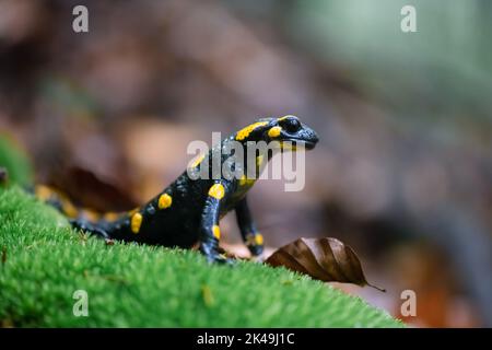 Adult fire salamander on green moss in autumn forest Stock Photo