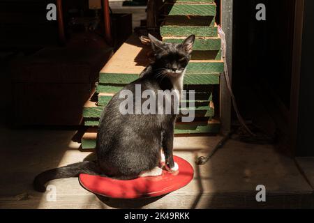 The black cat is warming up in the nature sun and looks so cool Stock Photo