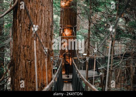 caucasian young man looking at camera walking along the walkway that joins the trunks of the large trees in the forest, redwood treewalk, rotorua, new Stock Photo