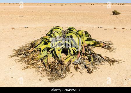 The Welwitschia Mirabilis is a plant which is endemic to the Namib desert and named after Friedrich Welwitsch - it can live up to 1500 years Stock Photo