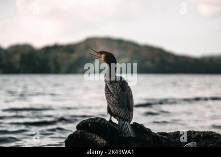 cormorant at sunset perched on a stone near the lake on its back with its beak open, tarawera lake, new zealand Stock Photo