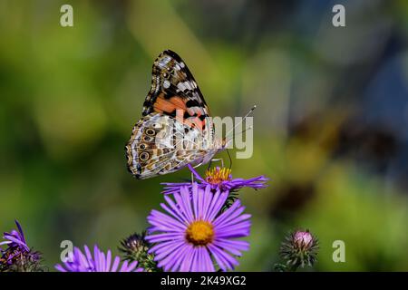 Painted lady feeding on New England Aster flower. It is in the Cynthia group of colorful butterflies Stock Photo