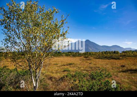 Beautiful high bog landscape nature reserve called Kendlmühlfilzen with mountains in the background in Bavaria in Germany Stock Photo