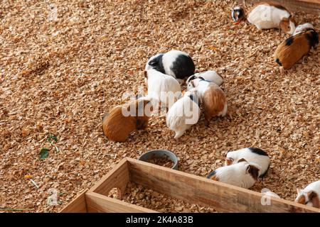 Group of guinea pig on sawdust in their cage Stock Photo
