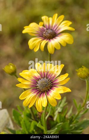 Two yellow African Daisies in spring sun Stock Photo