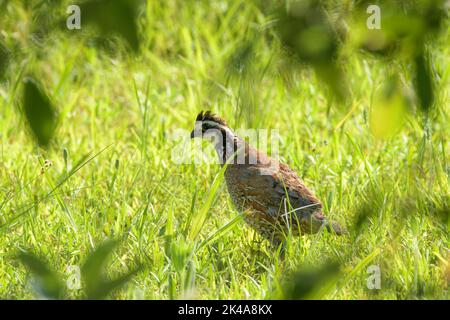 Beautiful male Bobwhite quail in grass, seen through tree leaves Stock Photo