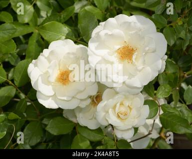 Flawless white climbing roses in spring sun Stock Photo