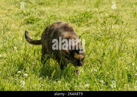 Beautiful tortie cat eating grass outdoors in summer sun Stock Photo