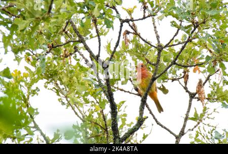 Immature male Summer Tanager perched on a branch on the top of an oak tree against cloudy skies Stock Photo