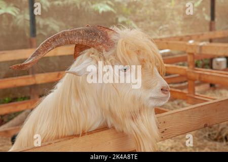 Goat in farm with hay and straw Stock Photo
