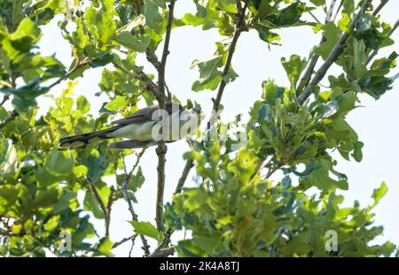 Beautiful Yellow-billed Cuckoo perched up high in an oak tree Stock Photo