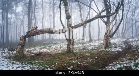 A desolate midwinter scene in Timble Ings with a fallen silver birch caught by its neighbours on a damp, misty morning. Stock Photo