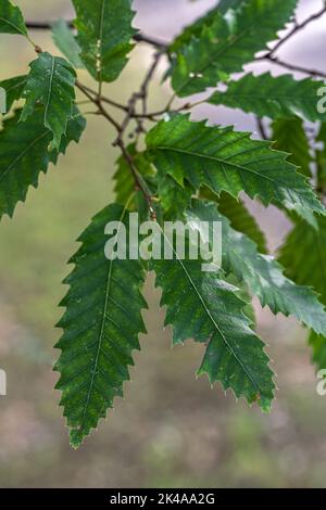 Leaves of Macedonian Oak (Quercus trojana) Stock Photo