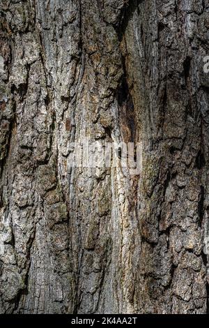 Bark of Downy or Pubescent Oak (Quercus pubescens) Stock Photo