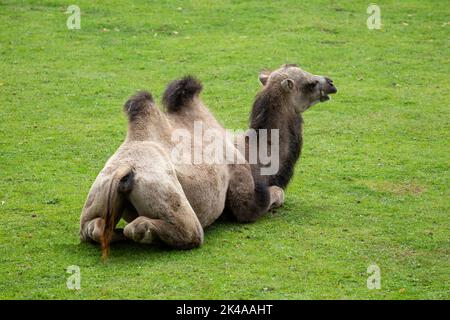 Bactrian camel (Camelus ferus)  'captive' sitting down on a grassy area in a public zoo Stock Photo