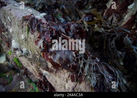 Nori alga - Alga Nori alghe commestibili delle alghe rosse. Nome binomiale:  Porphyra Umbilicalis. Esso è utilizzato in fogli essiccati per avvolgere il  sushi Foto stock - Alamy