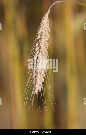 A vertical closeup shot of a Polish wheat flower in a sunny garden with a blurred yellow background Stock Photo