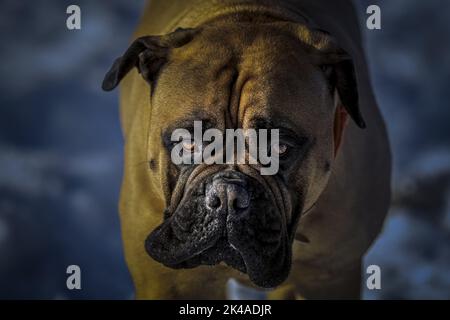 A CLOSE UP OF A LARGE BULLMASTIFF STARING INTO THE CAMERA WITH BRIGHT EYES WITH A BLURRY BACKGROUND Stock Photo