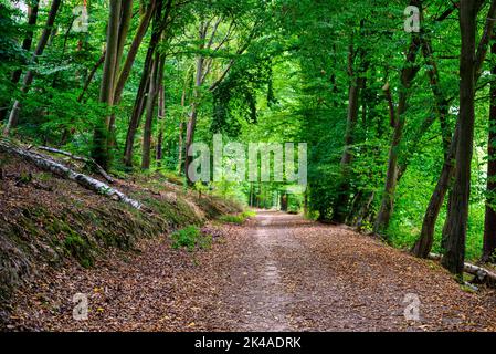 A view of the hiking trail in the Hohe Schrecke forest in summer Stock Photo