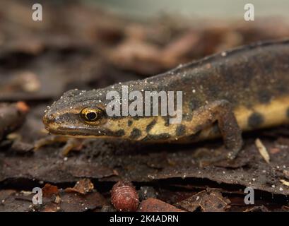 Closeup on a terrestrial European common smooth newt, Lissotriton vulgaris in the garden Stock Photo