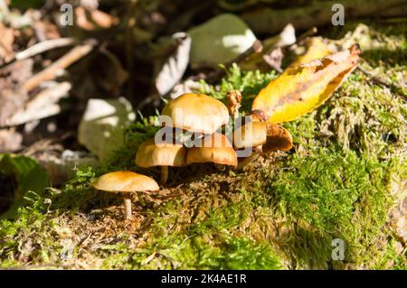 Sulfur tuft mushrooms growing on a tree with moss in the autumn forest Stock Photo