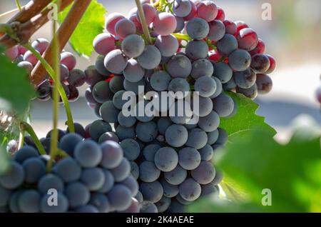 Grapes: bunch of red grapes, in rows with vines full of red grapes. At the end of the season they are almost ready to be harvested to make wine. Stock Photo