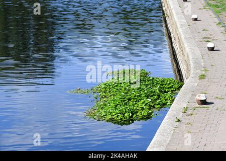 weed floating on the river soar in leicestershire Stock Photo