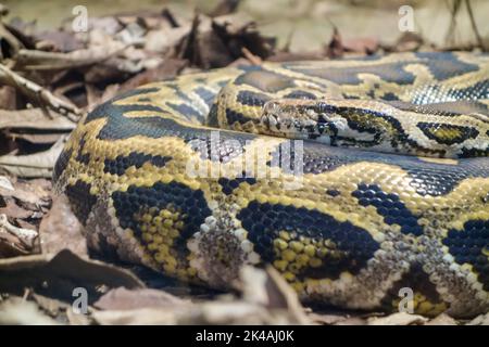 close up on a Burmese Python snake, Python bivittatus, rolled up and static on the ground. Stock Photo